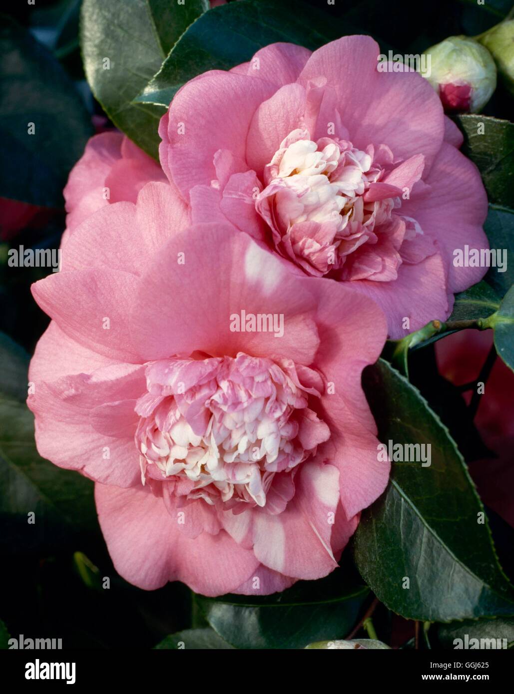 Camellia japonica - `Elegans' AGM   CAM021040 Stock Photo